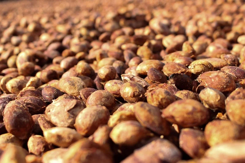 Reca será contemplado com secadores de café no distrito de Nova Califórnia